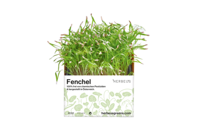 Herbeus Micro Greens Fennel