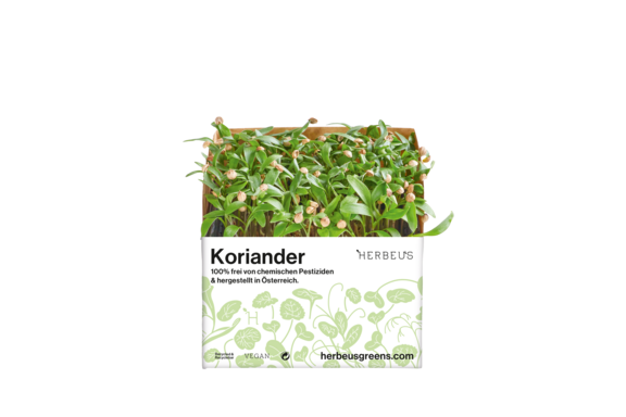 Herbeus Micro Greens Coriander