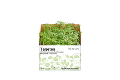 Herbeus Micro Greens Tagetes