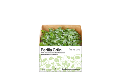 Herbeus Micro Greens Perilla Green