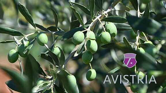 Avistria Holding GmbH